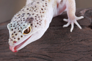 Leopard Gecko