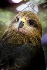 Crested serpent-eagle