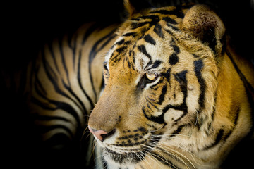 Naklejka premium Close up tiger