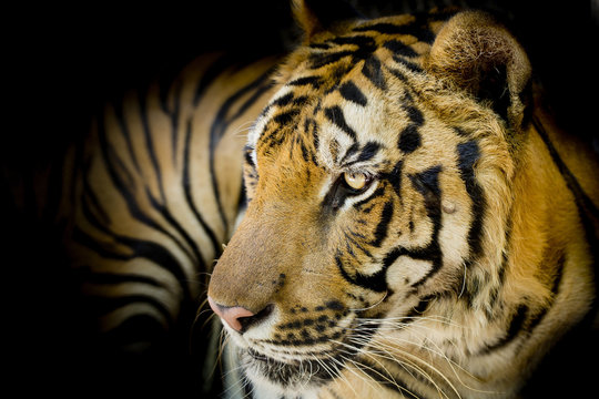 Fototapeta Close up tiger