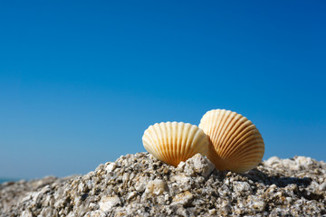 Obraz na płótnie Canvas Seashells on rock