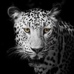 Foto auf Acrylglas Leopardenporträt © art9858