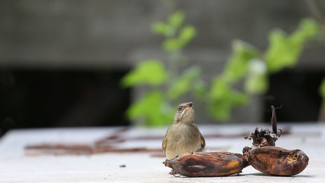 Streak-eared Bubul bird eating ripen banana
