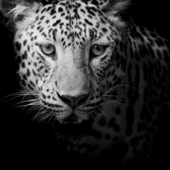 Obraz na płótnie Canvas Leopard portrait
