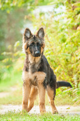 German shepherd puppy
