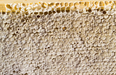 Sealed Honey Comb