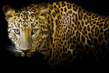 Foto auf Acrylglas Leopardenporträt © art9858