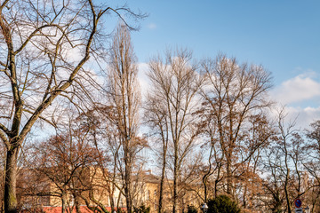 naked trees with blue sky and clouds