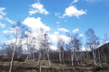 白樺と青空