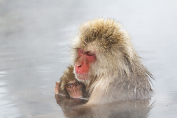 Snow monkey & baby in hot  spring at the jigokudani monkey paerk