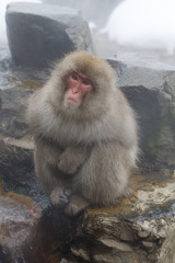 Snow monkey at the jigokudani monkey park