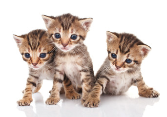 beautiful  tabby kittens