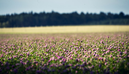 Clover field