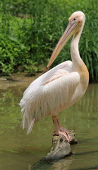 Obraz premium pélican blanc perché