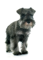 puppy Miniature Schnauzer