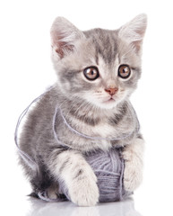 funny gray kitten