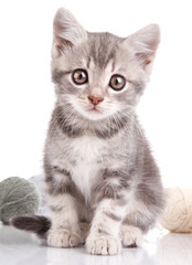 Fototapeta na wymiar cute gray kitten
