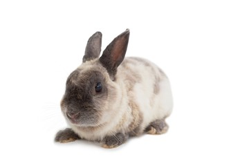 Adorable rabbit on white background