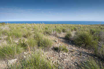 Alpha grass, Stipa tenacissima, steppe in Alicante, Spain