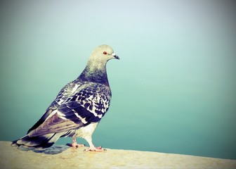 pigeon on a wall near the sea