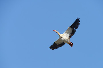 Fototapeta na wymiar Egyptian Goose, Alopochen aegyptiaca