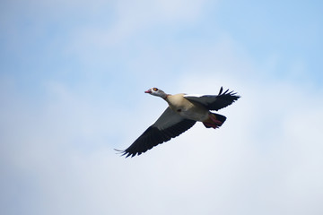 Egyptian Goose, Alopochen aegyptiaca