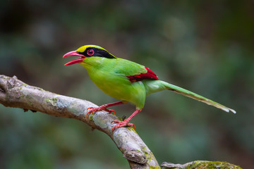 Portrait of  Common green magpie(Cissa chinensis) on the tree