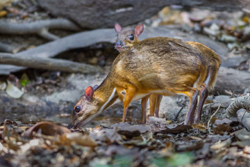 Male and Female Lesser Mouse Deer drinking water in nature
