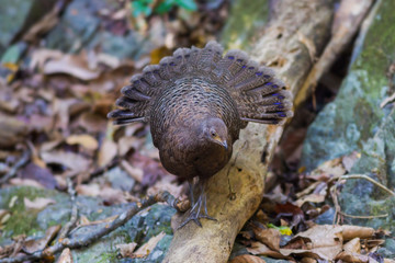 Female Grey Peacock-Pheasant(Polyplectron bicalcaratum)