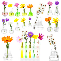 Collage of different flowers in glass test-tubes, isolated