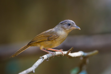 Close up of Brown-cheeked Fulvetta,Grey-eyed Fulvetta in nature