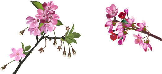 two pink apple blossom branches on white