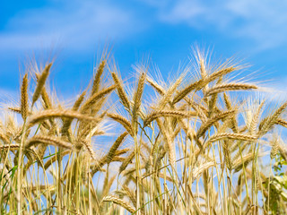 Roggenfeld im Sommer