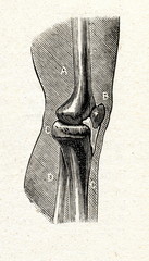 Knee joint