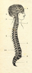 Brain and spinal cord - 79078226
