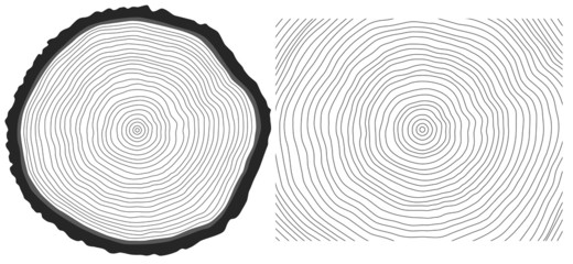 Vector black and white saw cut pine tree trunk and tree rings - 79078240