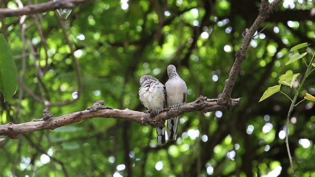 Couple Zebra dove relaxing branch on tree and green background