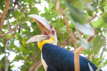 Exotischer Vogel Nashornvogel