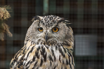 Eagle owl