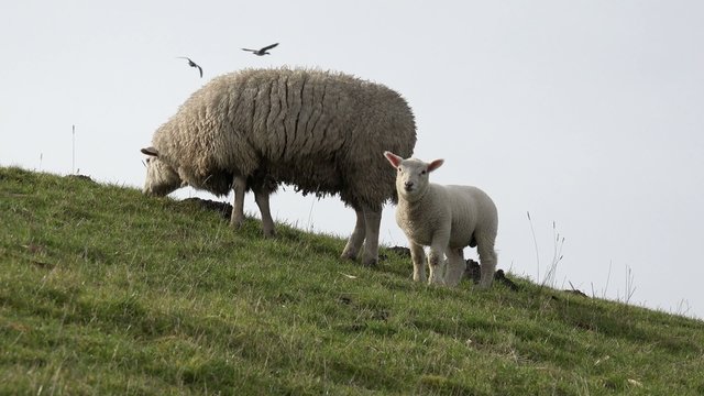 V&ouml;gel fliegen &uuml;ber Wiese mit Schaf und Lamm