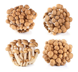 brown beech mushroom isolated on white background