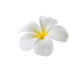 Plakat frangipani flower isolated white background