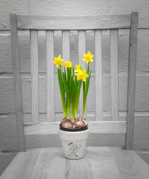 Narcissus Flower Pot On Chair