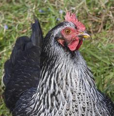 hen in the farm