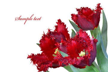 Red fringed tulip bouquet isolated