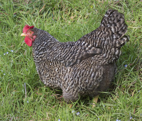 hen in the farm