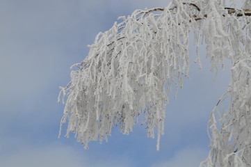 schneeweiße Zweige, Äste mit Eis