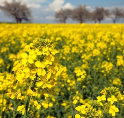 Obraz premium field of rapeseed with beautiful cloud