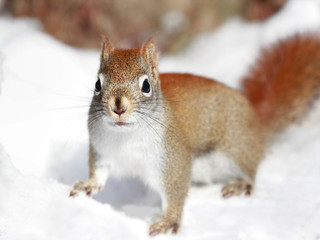 écureuil sur la neige
