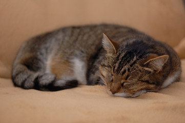 domestic cat fast asleep on the rug